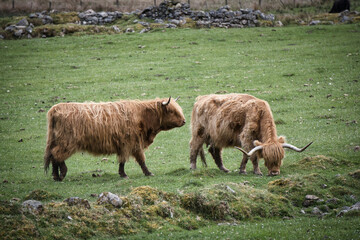 Highland cattle grazing in scenic Scottish landscape