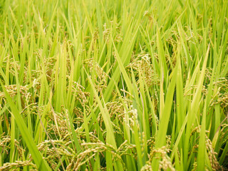 黄金に実った稲穂