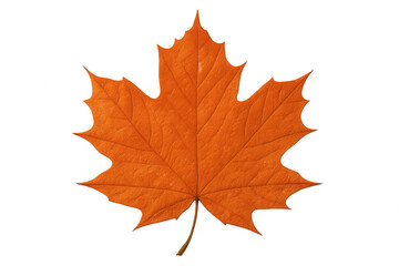 Fototapeta premium Close-up of a bright orange maple leaf isolated on a transparent background, capturing the essence of fall