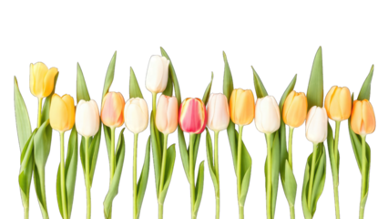 Row of Colorful Tulips with Green Stems on Black Background isolated on a transparent background