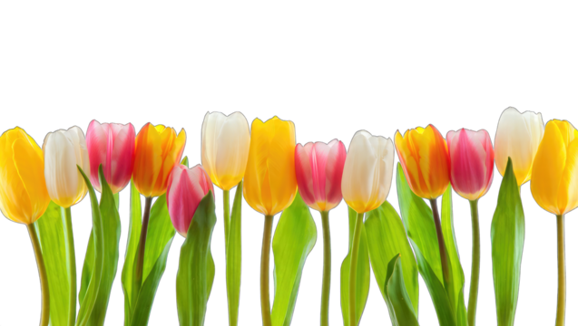 Row of colorful tulips with green leaves on black flowers isolated on a transparent background - Powered by Adobe