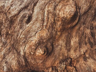 Moody and Dark Texture of Gnarled Wood