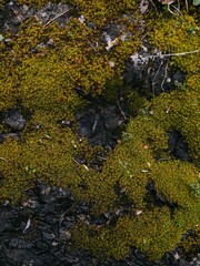 Top Down View of Yellow Star Moss on a Dark Rock