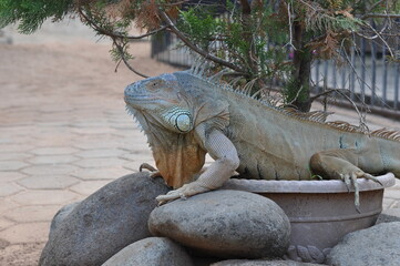 An iguana is laying on a rock in a pot. The iguana is green and has a long tail