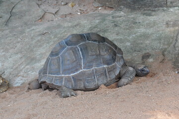 A turtle is laying on the ground in a rocky area. The turtle is small and he is resting