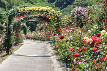 満開のバラ園
