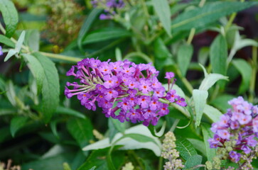 Buddleia Davidii 'Nanho Purple' with yellow bokeh background