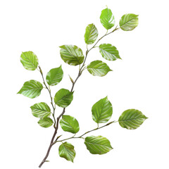 Green leaves on a branch showcasing fresh foliage against a white background