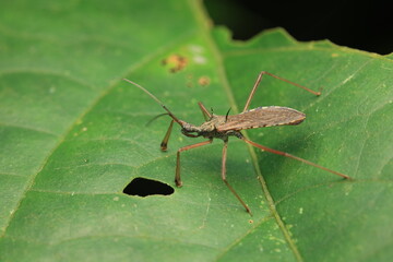  A macro photograph of an Assassin Bug (Reduviidae, subfamily Harpactorinae) with its greenish-brown body and strong piercing proboscis used to suck fluids from prey.