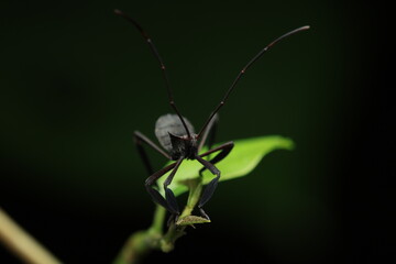 Photograph of a Leaf-footed Bug (Leptoglossus clypealis) showing leaf-like flattened hind legs, dark brown to black body with camouflage patterns. This species is an agricultural pest,