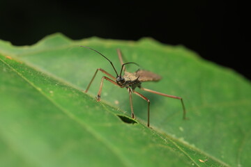  An Assassin Bug resting still on a green leaf, embodying the mysterious charm of a silent predator in the insect world, a symbol of both power and balance in nature’s delicate design.