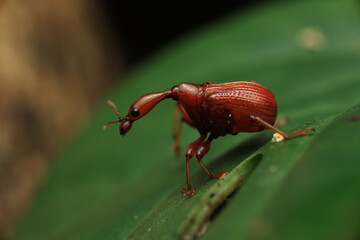 Macro photograph of a Giraffe Weevil (Trachelophorus giraffa, family Attelabidae)showing a reddish-brown body and elongated snout resembling a giraffe’s neck. Males have particularly prominent snouts.