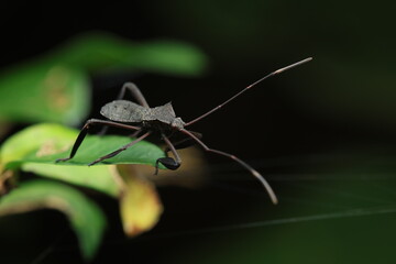 A giant leaf-footed bug (Acanthocephala) perches on a green leaf, displaying its flattened body and characteristic leaf-like hind legs. This species is a plant pest that feeds on the sap of fruits.