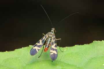 A close-up photograph of a Scorpionfly (Panorpa sp., family Panorpidae, order Mecoptera), displaying its patterned wings and the male’s curved scorpion-like tail.