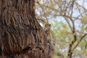 Squirrel in the tree at Chobe National Park,USA.