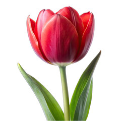 Flower isolated on white background