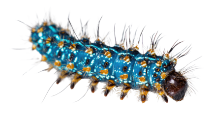 A vibrant blue caterpillar with distinctive orange and white markings on a white isolated background, showcasing its unique textures and colors.