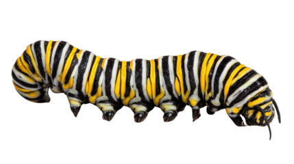 Close-up of a vibrant striped caterpillar, showcasing its detailed texture and striking colors. Perfect for nature enthusiasts and educational materials.