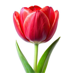 Flower isolated on white background