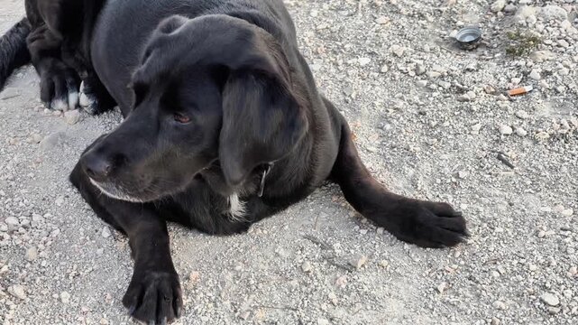 A beautifully serene black Labrador retriever is calmly resting on the gravel while fully enjoying the great outdoors