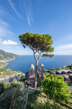 Parasol pine tree along the Amalfi Coast, Ravello, Italy