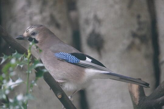 Eurasian Jay&nbsp;(Garrulus glandarius) Corvidae family. Germany.