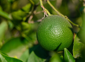 Ripening green orange on tree branch in Cyprus