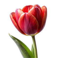 Flower isolated on white background