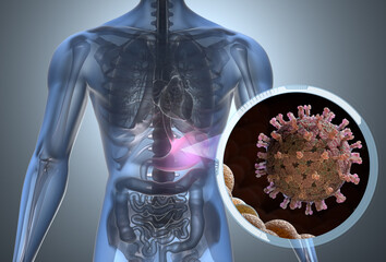 Rotavirus bacteria in digestive system