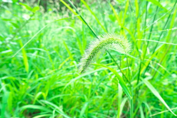 green, nature, plant, leaves, background, summer, park, forest, tree, healing, fresh, foliage, outdoor, garden, woods, lush, vibrant, refreshing, sunlight, light, texture, pattern, close-up, macro, no
