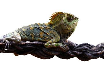 Forest dragon Lizard male isolated on white background, Fores dragon closeup