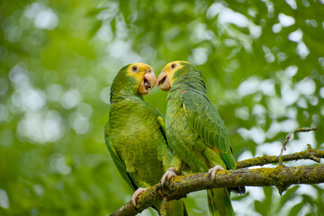Yellow-headed amazon parrots socializing on a tree branch, macro view