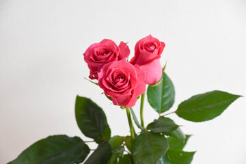 ピンクのばら