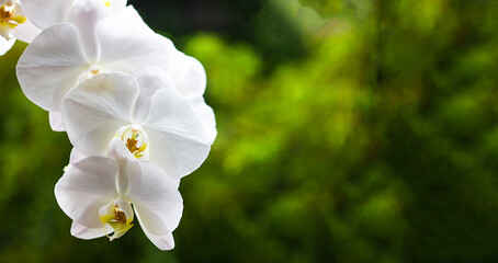 Blooming white phalaenopsis orchid close-up on green background, copy space for text