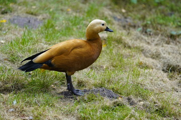 Male red-crested pochard (Netta rufina) is a large diving duck. Anatidae family. Walsrode Bird Park, Germany.
