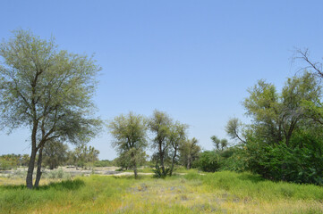 vachellia nilotica trees in a farm natural landscape, grass and wild plants bushes