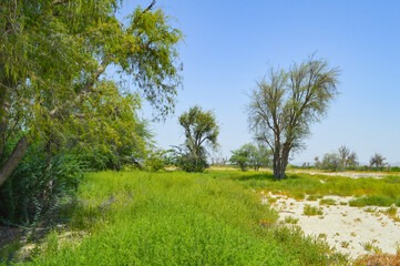 trees and grassland in the field landscape Balochistan city