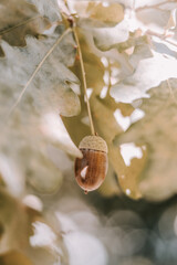 Oak leaves and an acorn on a sunny day closeup