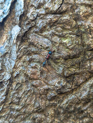 Ant on Tree Bark , Life on the Bark