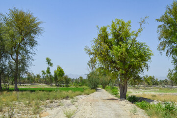 tree in the park thorny acacia, landscape nature 
