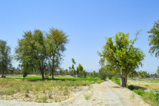 gum arabic tree babul acacia palnts landscape