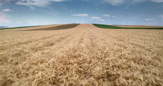 Fast aerial drone flight over harvest wheat field crop with motion blur, industrial backgrond