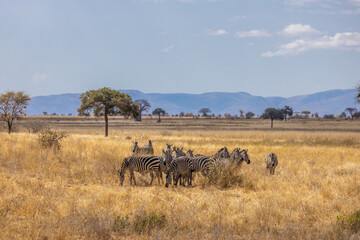 Fototapeta premium Zebra in Africa savanna on dry grass at safari game drive. Wild nature in African national parks of Kenya and Tanzania. Mammals animals wildlife in African savanna bush Ngorongoro and Tarangire