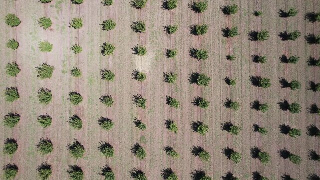 Plantation of hazelnut, walnut trees on agriculture field on a sunny day, aerial drone view