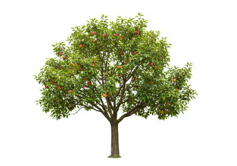 Lush Green Apple Tree Vibrant Orchard Scene Perfect for Nature Projects  Designs isolated on transparent background