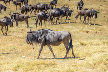 Wildebeest in Africa savanna on dry grass at safari game drive. Wild nature in African national parks of Kenya and Tanzania. Mammals animals wildlife in African savanna bush Ngorongoro and Tarangire