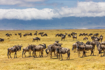 Wildebeest in Africa savanna on dry grass at safari game drive. Wild nature in African national parks of Kenya and Tanzania. Mammals animals wildlife in African savanna bush Ngorongoro and Tarangire