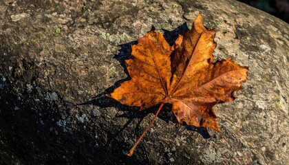 Single Autumn Leaf on Stone with Soft Light