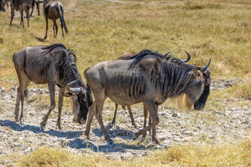Wildebeest in Africa savanna on dry grass at safari game drive. Wild nature in African national parks of Kenya and Tanzania. Mammals animals wildlife in African savanna bush Ngorongoro and Tarangire