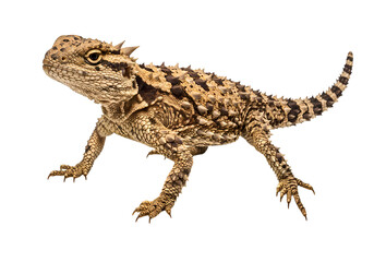 Texas Horned Lizard Detailed Closeup of a Young Reptile isolated on transparent background